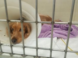 Pluto! A simpatia pura - Pluto Radiante: Fisioterapia para uma vida Boa