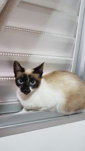 Animais - Resgate de 3 gatinhos