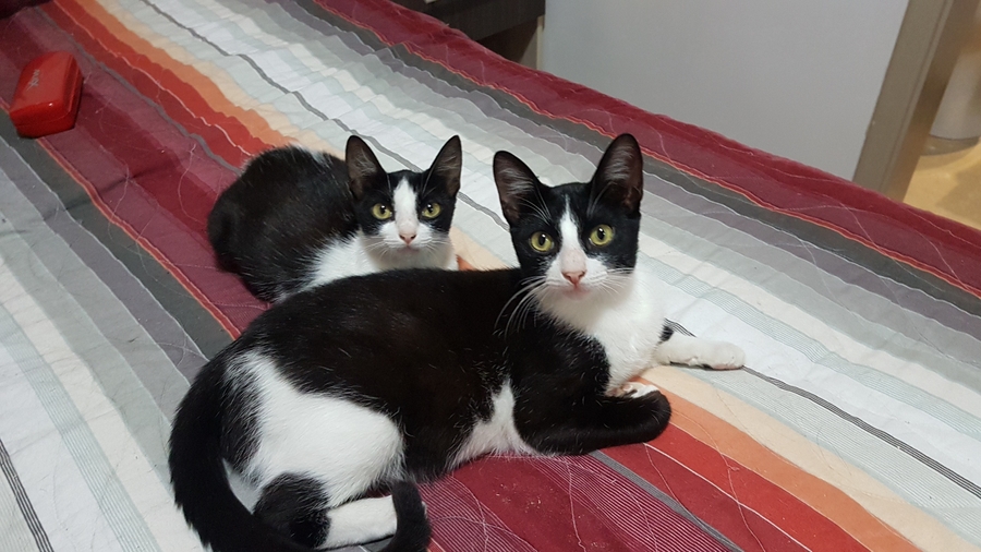 Vaquinha Online - Resgate de 3 gatinhos