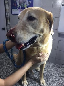 Animais - Campanha Marley & Nós 