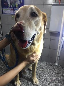 Vaquinha Online - Campanha Marley & Nós 