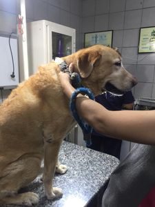 Marley & Nós - Campanha Marley & Nós 