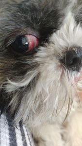 Vaquinha pra ajudar a Lilica imagem 7