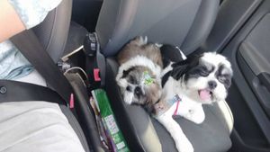 Vaquinha pra ajudar a Lilica imagem 6