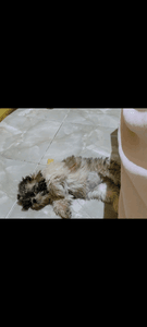 Animais - Vaquinha pra ajudar a Lilica