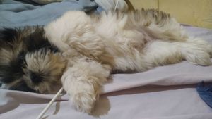 Vaquinha pra salvar a Lilica - Vaquinha pra ajudar a Lilica