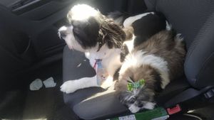 Cuiabá/MT - Vaquinha pra ajudar a Lilica