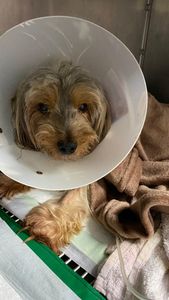 Vaquinha Online - Ajude o nick 