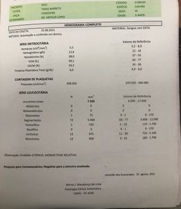 Animais - Ajude o nick 