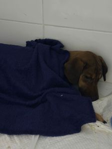Pagar tratamento Caramela na clínica veterinária imagem 7