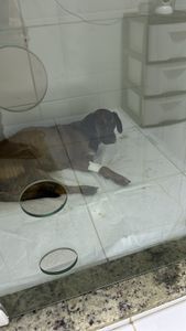 Pagar tratamento Caramela na clínica veterinária imagem 6