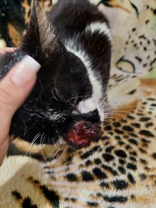 Vaquinha Online - Me ajudem a salvar a vida desse gatinho!