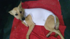 Vaquinha Online - A segunda chance para animais resgatados