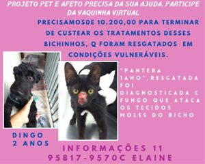 São Paulo/SP - A segunda chance para animais resgatados