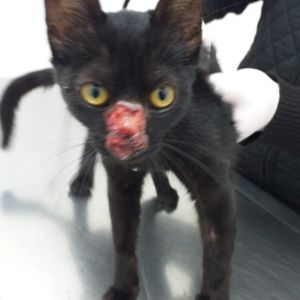 A segunda chance para animais resgatados imagem 7