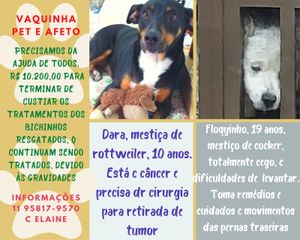 Projeto Pet e Afeto - A segunda chance para animais resgatados