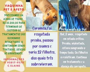 Animais - A segunda chance para animais resgatados