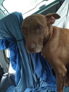 A segunda chance para animais resgatados imagem 8