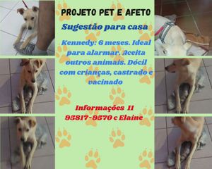 A segunda chance para animais resgatados imagem 6