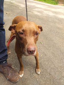 A segunda chance para animais resgatados imagem 9