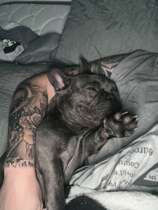 Melhor amigo não se deixa para trás. Quanto você pagaria para não se separar do seu melhor amigo? - Melhor amigo não se deixa para trás. Quanto você pagaria para não se separar do seu melhor amigo?