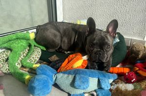 São Paulo/SP - Melhor amigo não se deixa para trás. Quanto você pagaria para não se separar do seu melhor amigo?