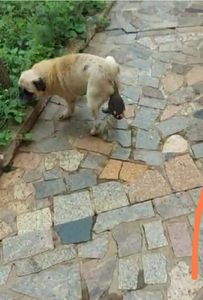 Animais - "Betina" merece mais cuidado ...