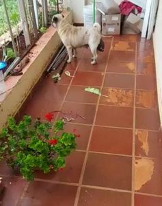 Vaquinha Online - "Betina" merece mais cuidado ...