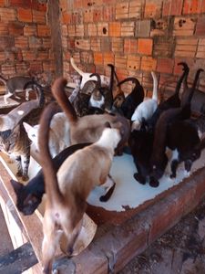 Doação para abrigo de animais abandonados imagem 7