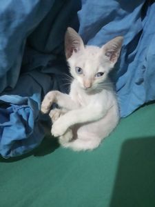 Santa Inês/MA - Doação para abrigo de animais abandonados