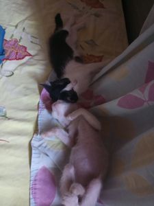 Abrigo de animais abandonados - Doação para abrigo de animais abandonados