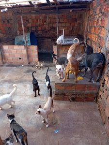 Eventos  - Doação para abrigo de animais abandonados