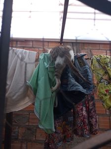 Vaquinha Online - Doação para abrigo de animais abandonados