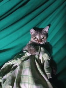 Doação para abrigo de animais abandonados imagem 6