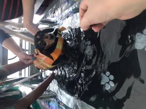 Reabilitação da Nega - Reabilitação da Nega