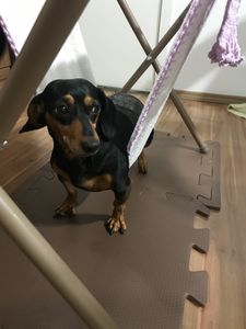 Vaquinha Online - Reabilitação da Nega