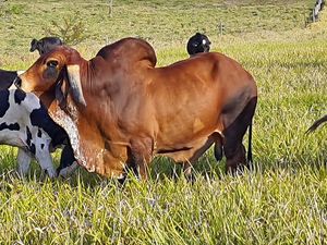 FAZENDA MELO PROJETO INVESTIDOR RAIZ  imagem 7