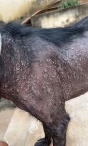 Ajude a salvar a vida do cãozinho Mick 