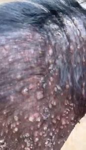 Vaquinha Online - Ajude a salvar a vida do cãozinho Mick 