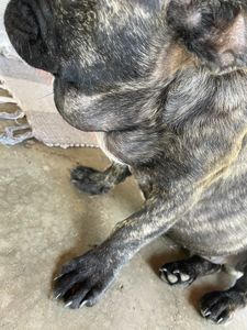 Cirurgia de Tobias - Cirurgia de Tobias.