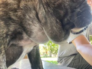 Cirurgia de Tobias. imagem 7