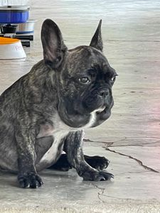 Animais - Cirurgia de Tobias.