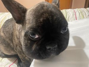 Vaquinha Online - Cirurgia de Tobias.