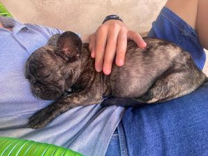 Sumaré/SP - Cirurgia de Tobias.