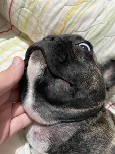 Cirurgia de Tobias. imagem 6