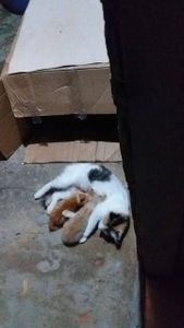 Vaquinha Online - AJUDE A PERLA A OPERAR A PATINHA