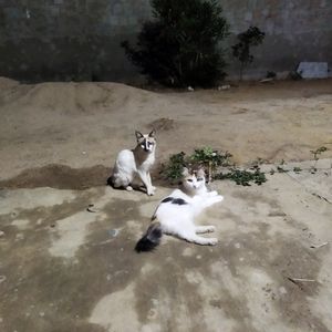 Animais - AJUDE A PERLA A OPERAR A PATINHA