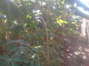 Vaquinha Online - Ajudem a realizar um sonho,construir minha própria casa