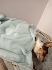 Animais - AJUDE A SALVAR A JULLY