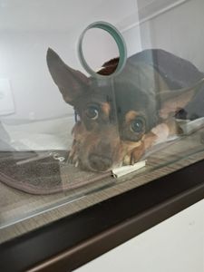 AJUDE A SALVAR A JULLY
